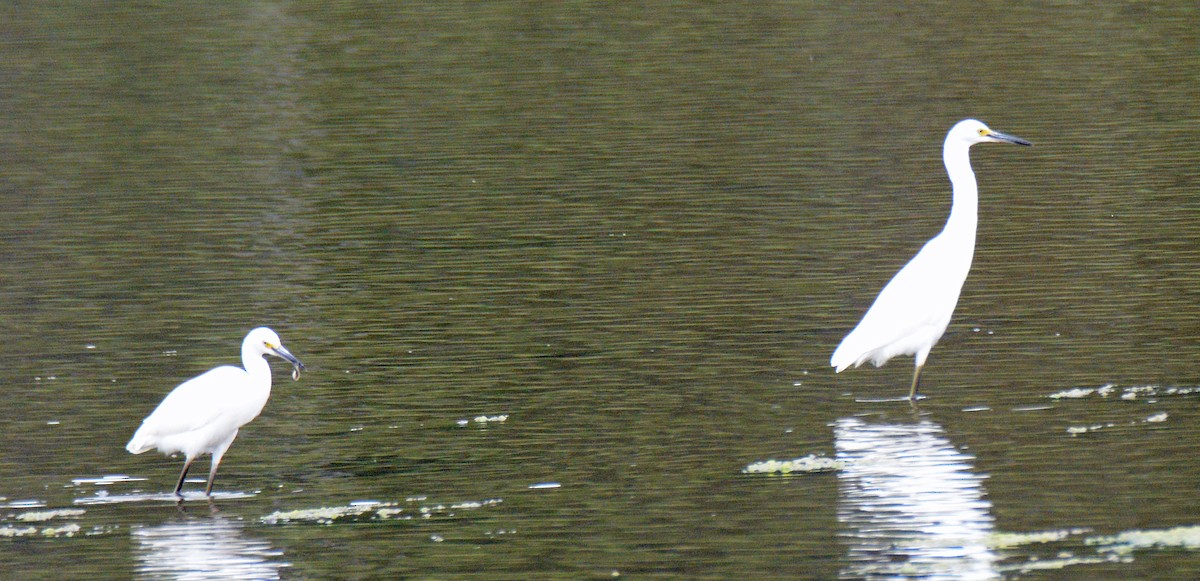 Snowy Egret - ML622052720