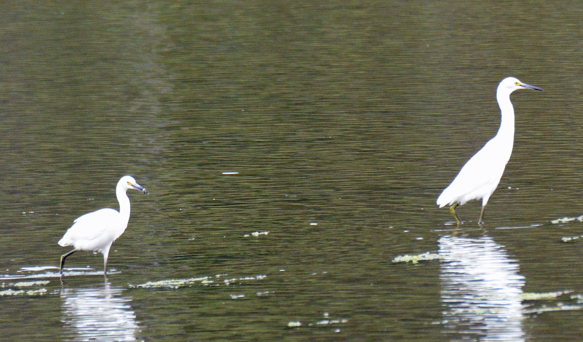 Snowy Egret - ML622052721