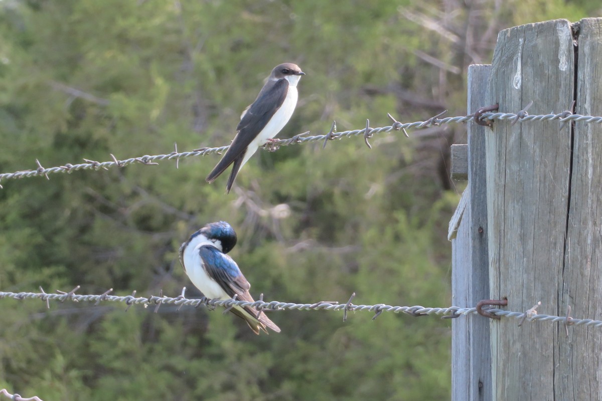 Tree Swallow - ML622052723