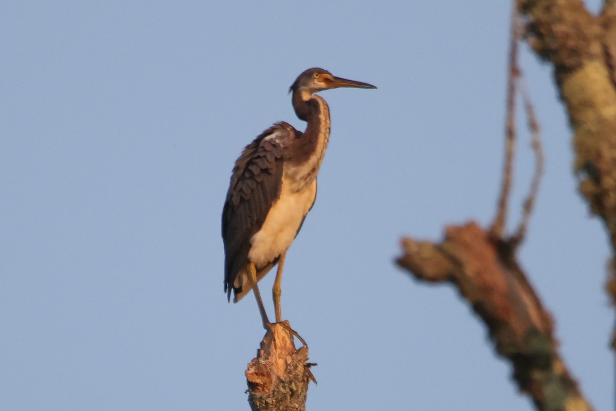 Tricolored Heron - ML622052724