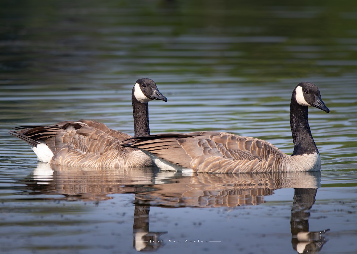 Canada Goose - ML622052728