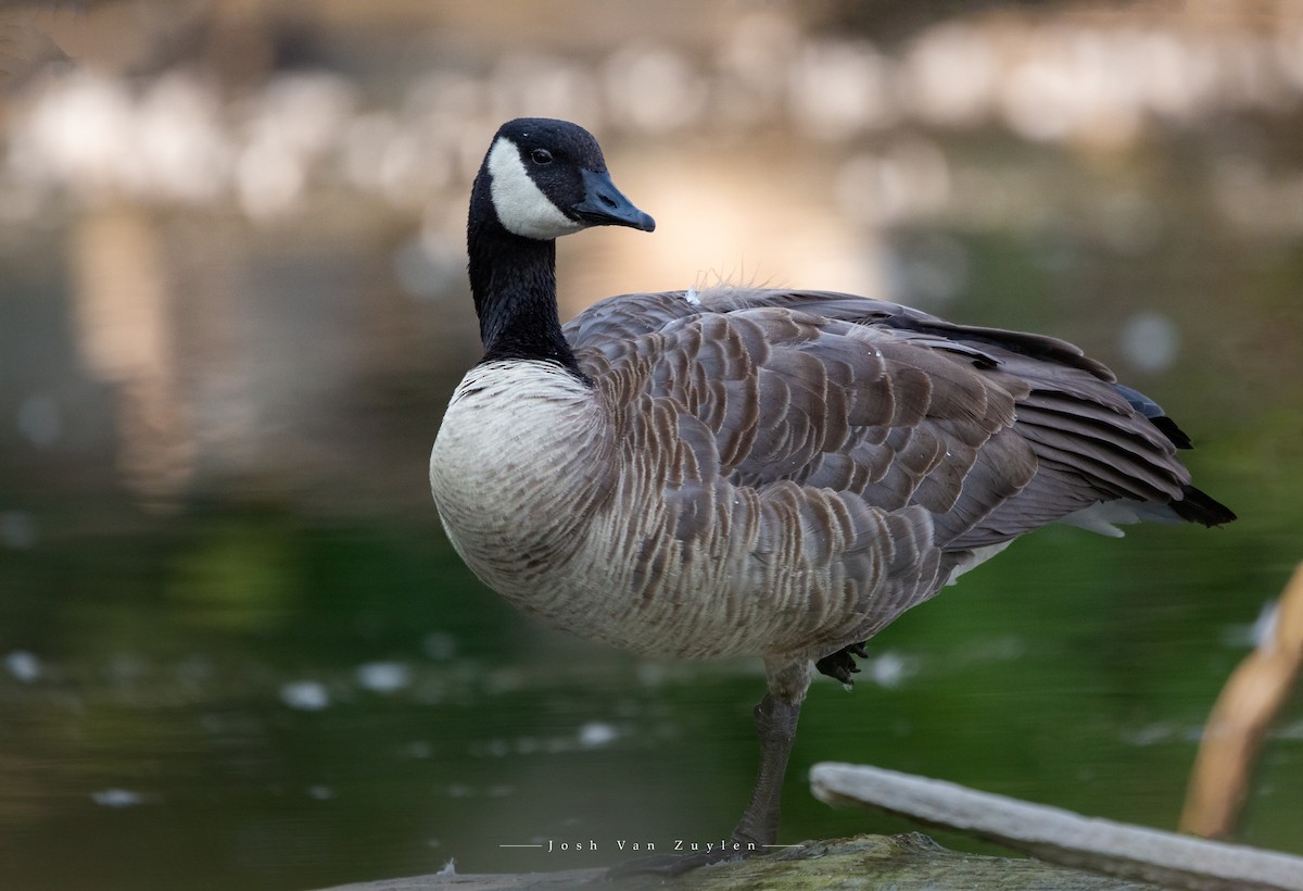 Canada Goose - ML622052729