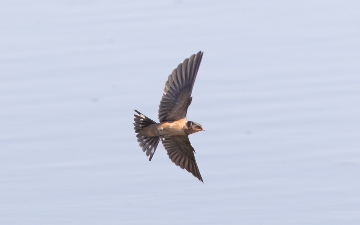 Barn Swallow - ML622052730