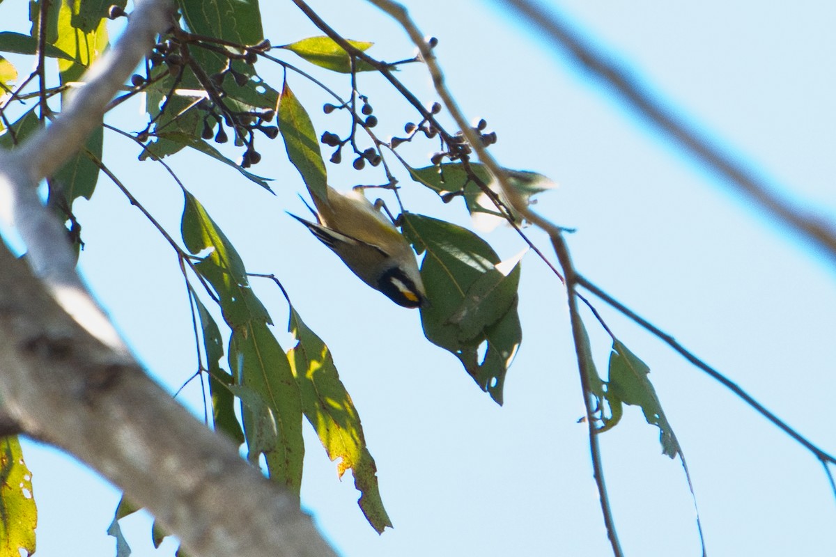 Striated Pardalote - Helen Leonard