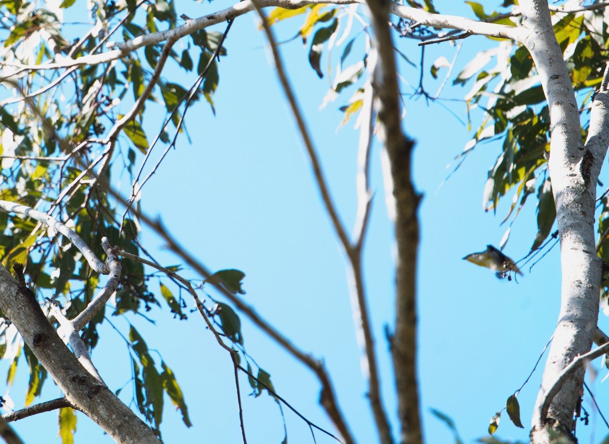 Striated Pardalote - ML622052778