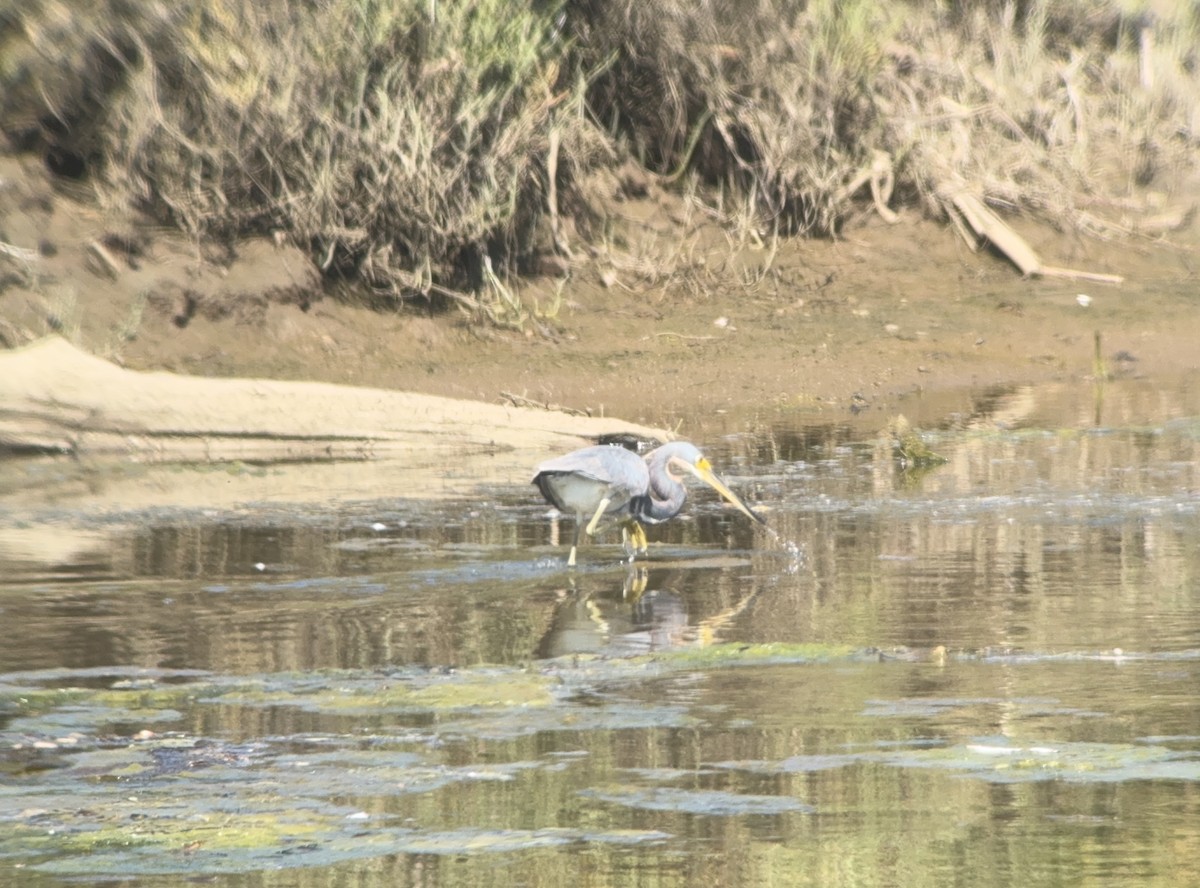 Tricolored Heron - ML622052781