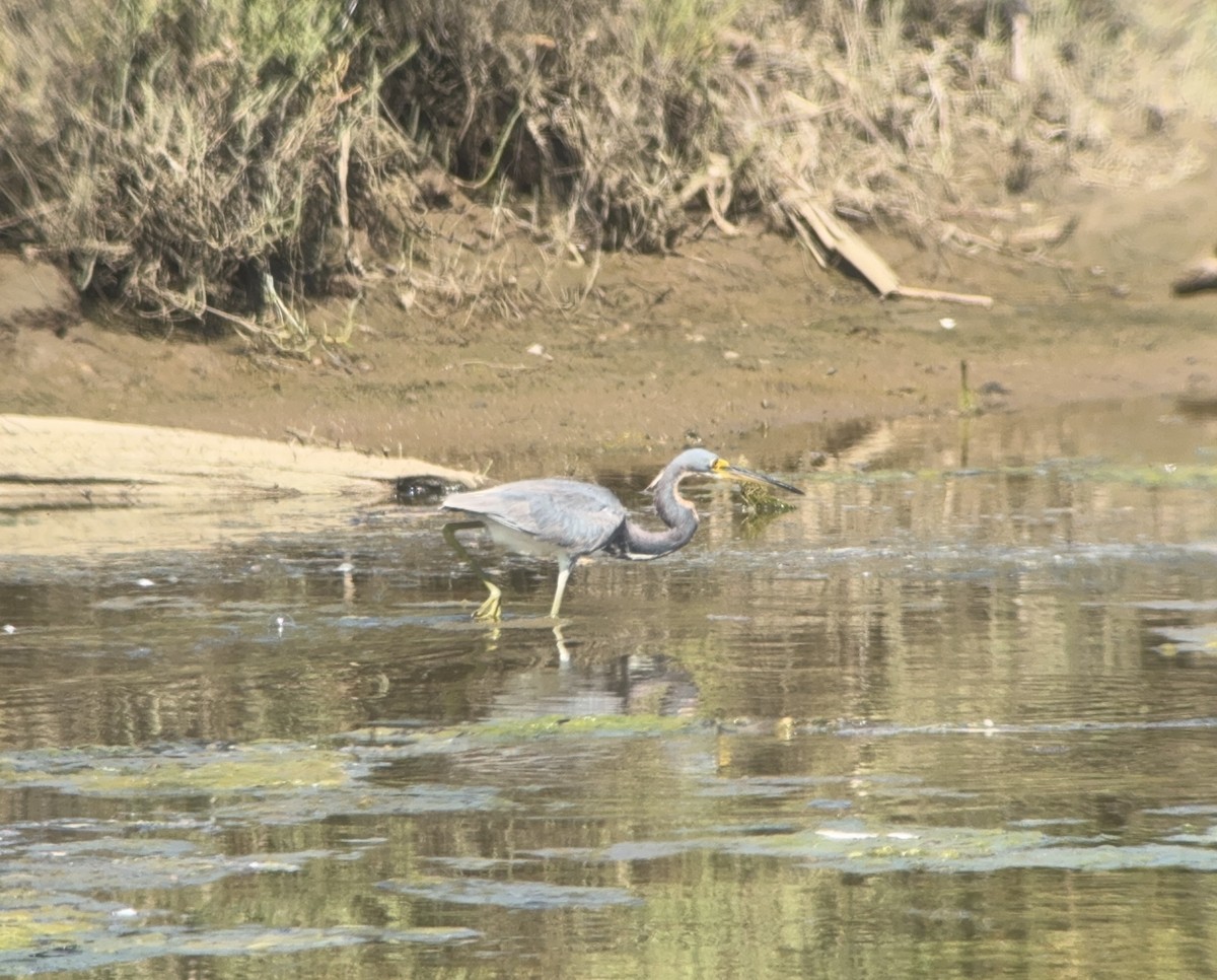 Tricolored Heron - ML622052782