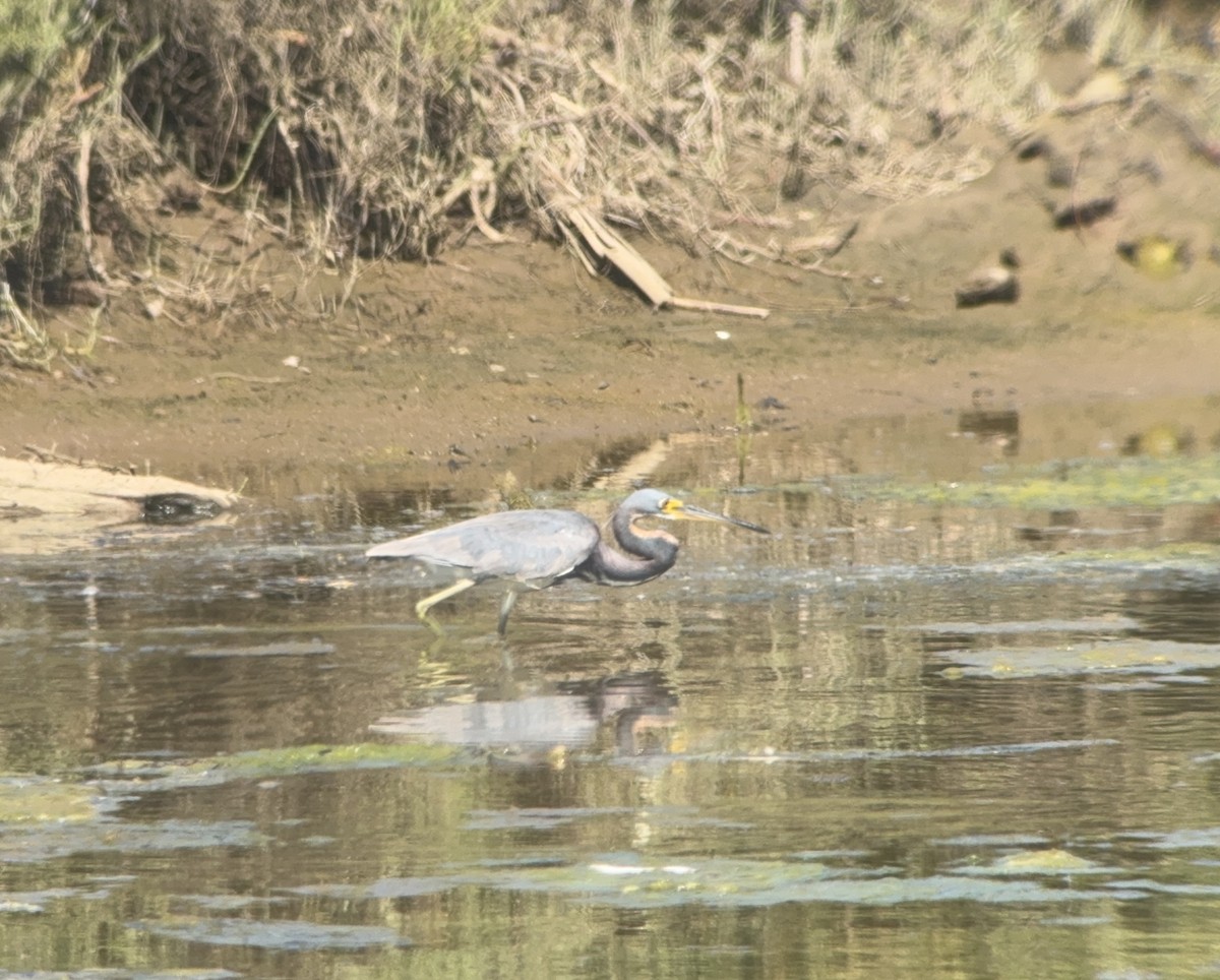 Tricolored Heron - ML622052783