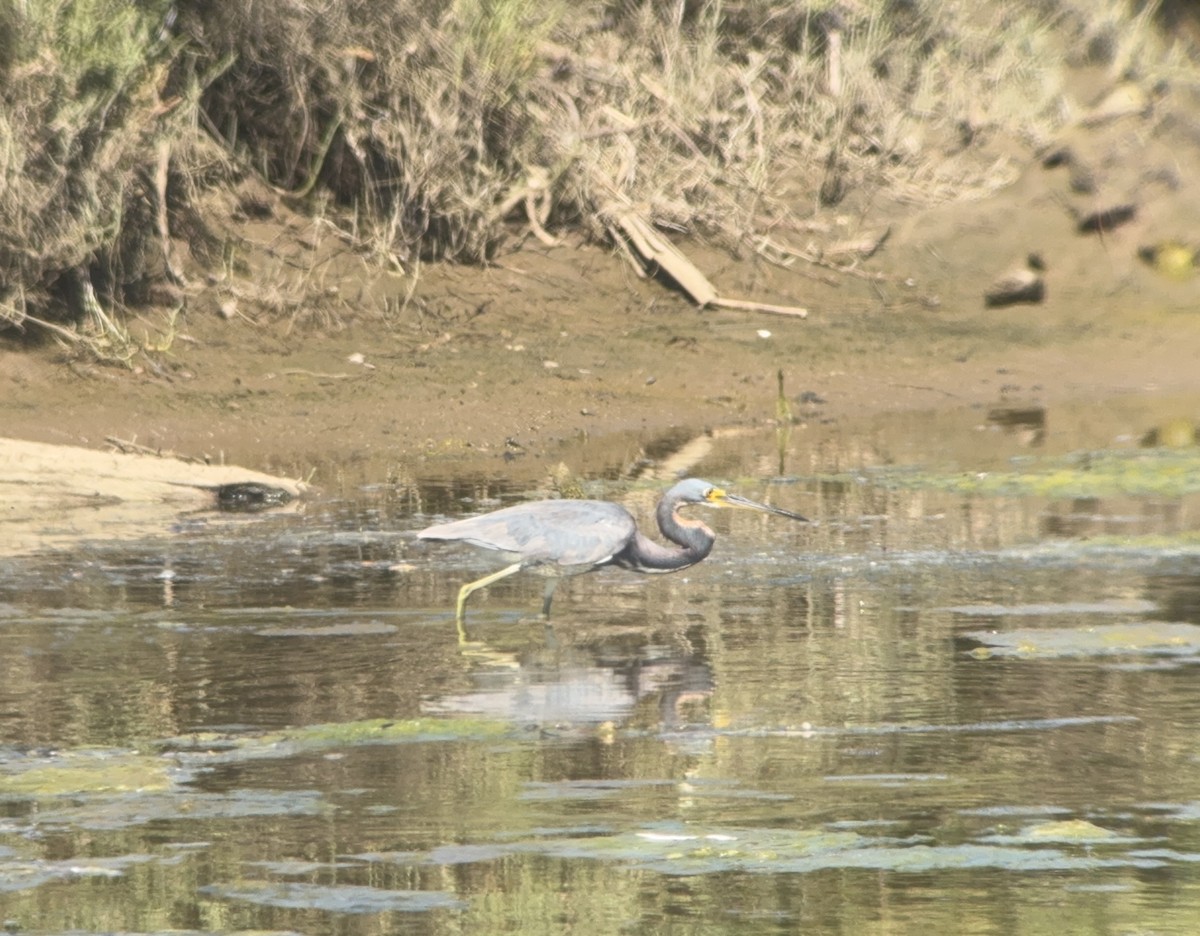 Tricolored Heron - ML622052784