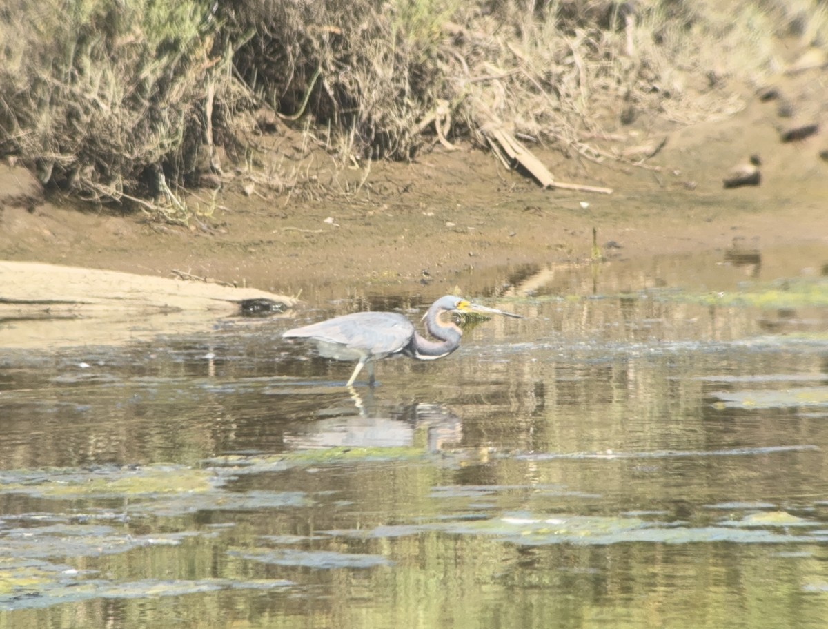 Tricolored Heron - ML622052785