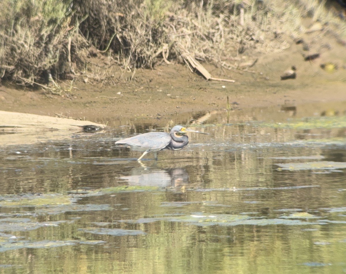 Tricolored Heron - ML622052786