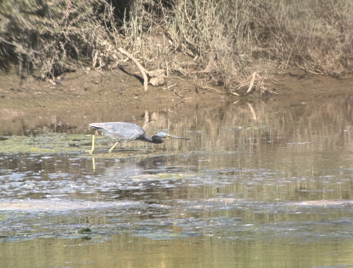 Tricolored Heron - ML622052787