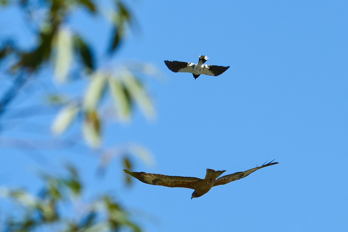 Pied Butcherbird - Helen Leonard