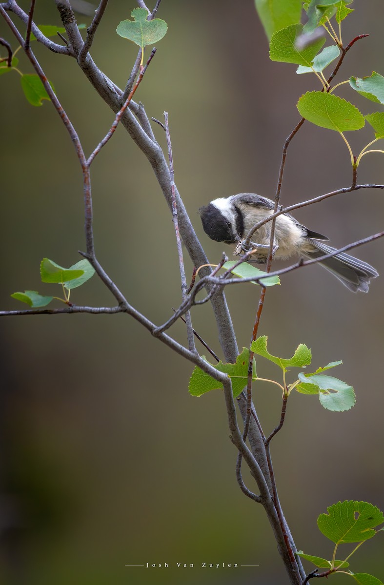 Black-capped Chickadee - ML622052800