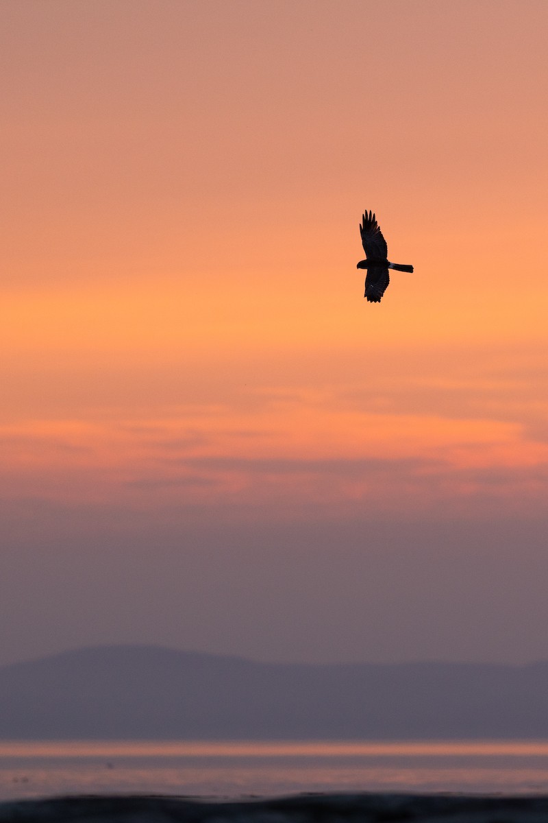 Northern Harrier - ML622052801