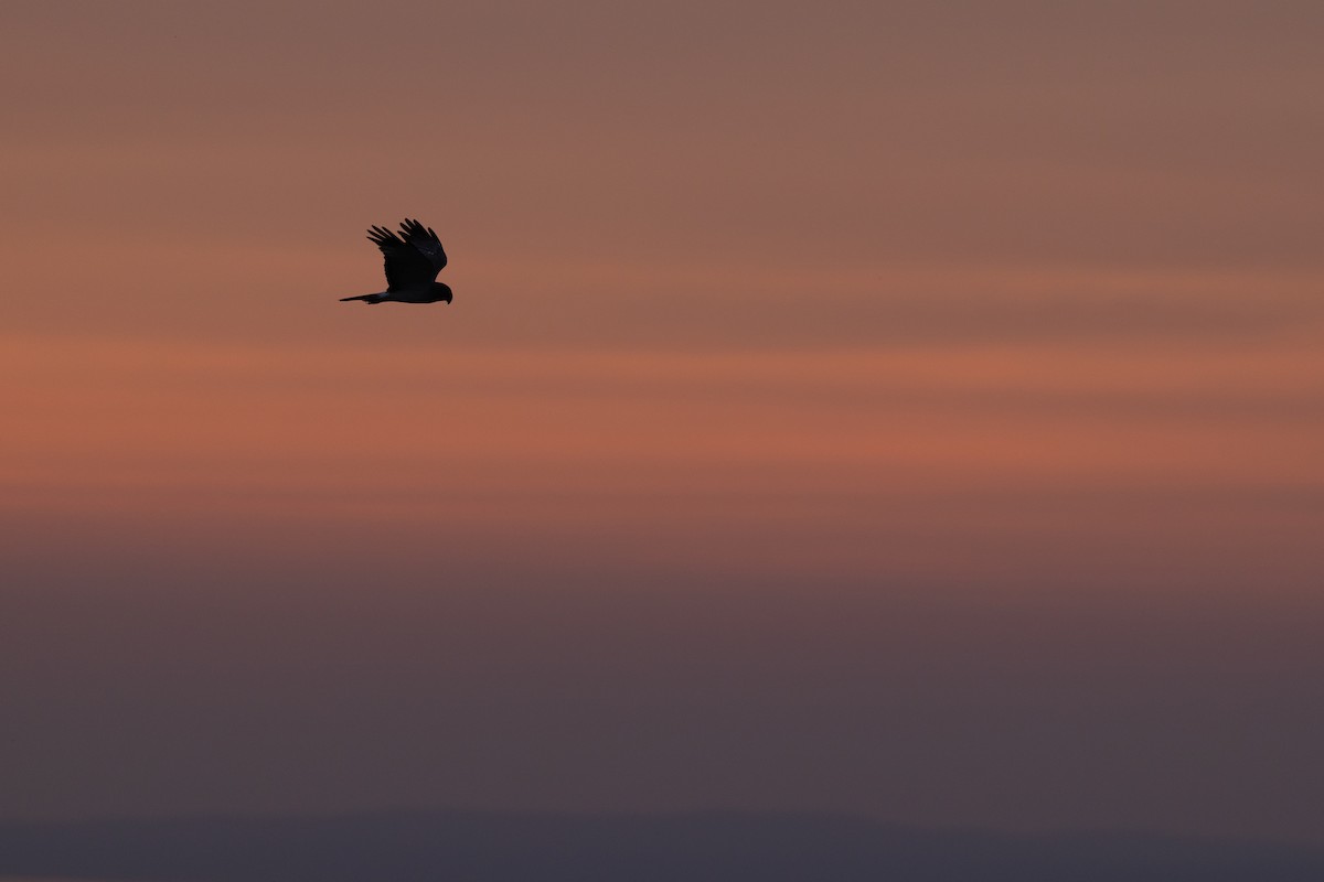 Northern Harrier - ML622052802