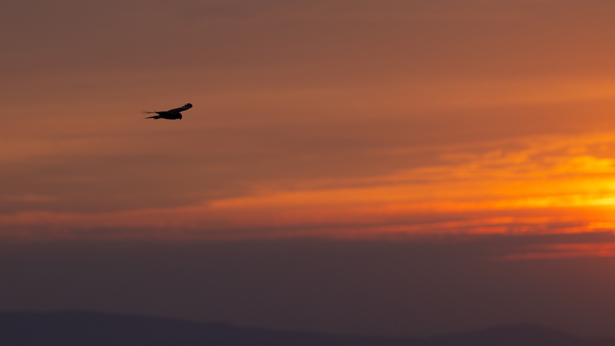 Northern Harrier - ML622052803