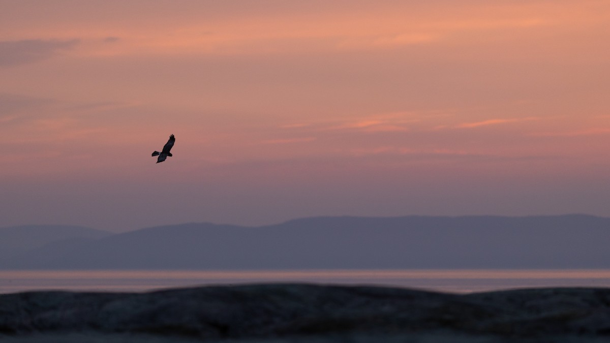 Northern Harrier - ML622052804