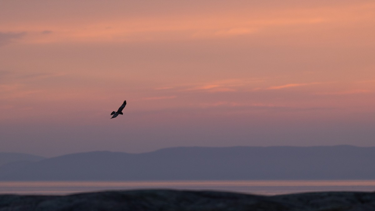 Northern Harrier - ML622052805