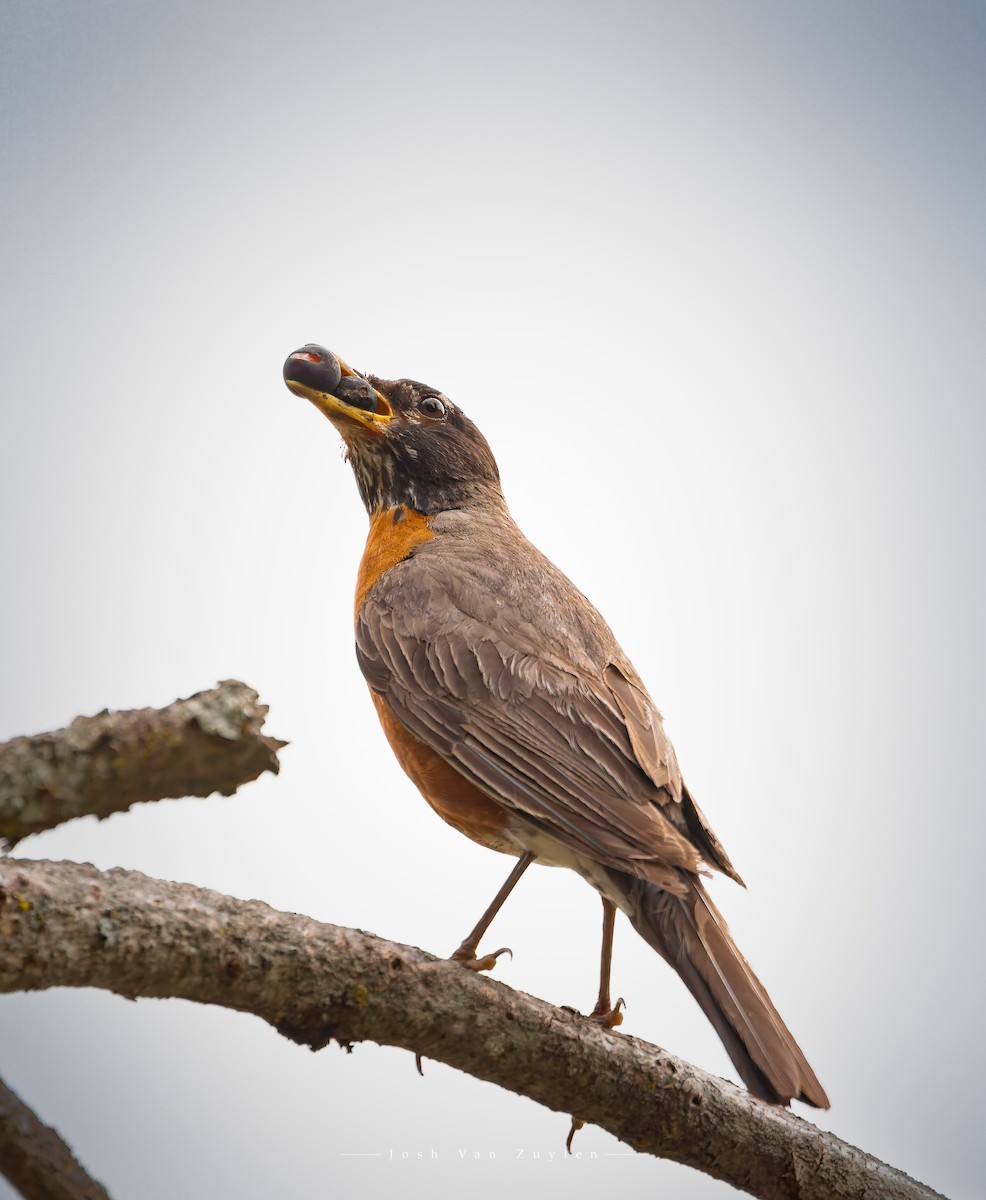 American Robin - ML622052806