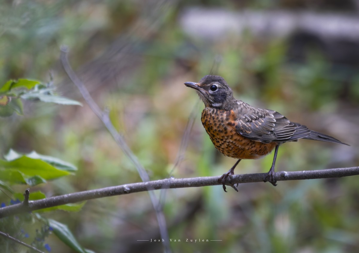 American Robin - Josh Van Zuylen