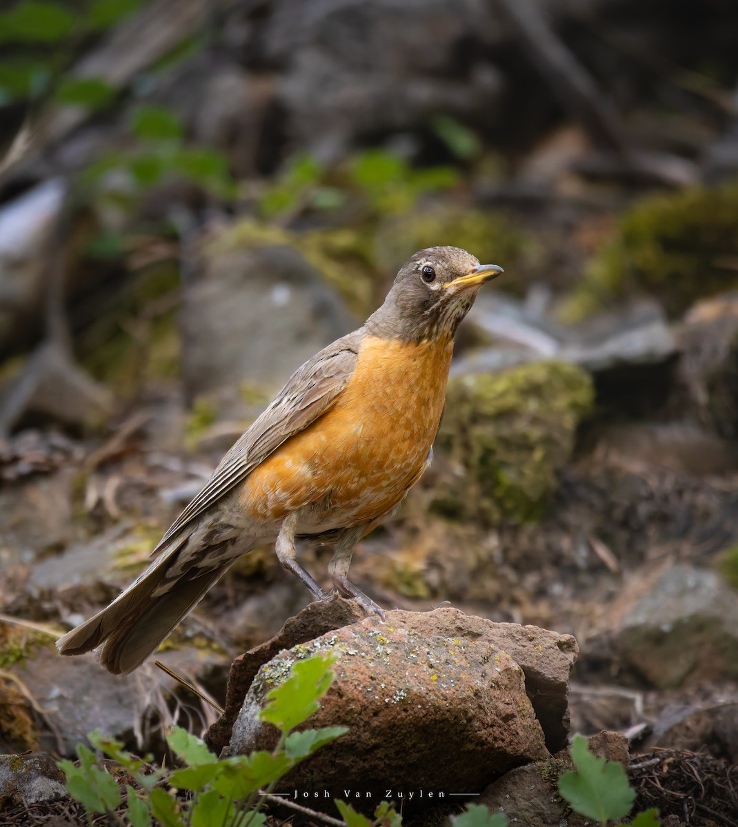 American Robin - ML622052809