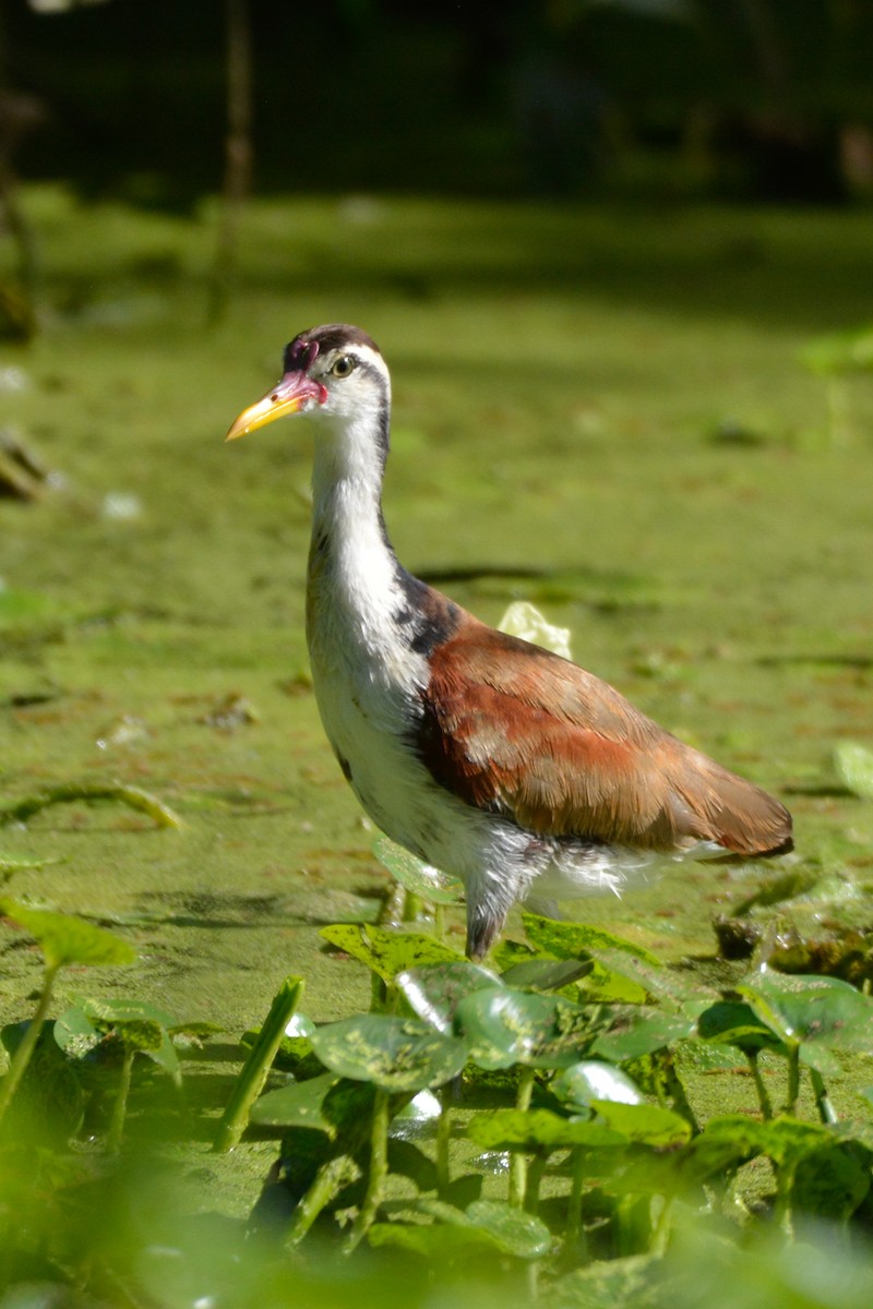 Wattled Jacana (Chestnut-backed) - ML622052810