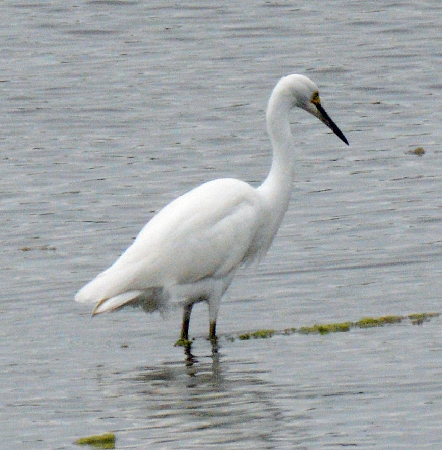 Snowy Egret - ML622052811