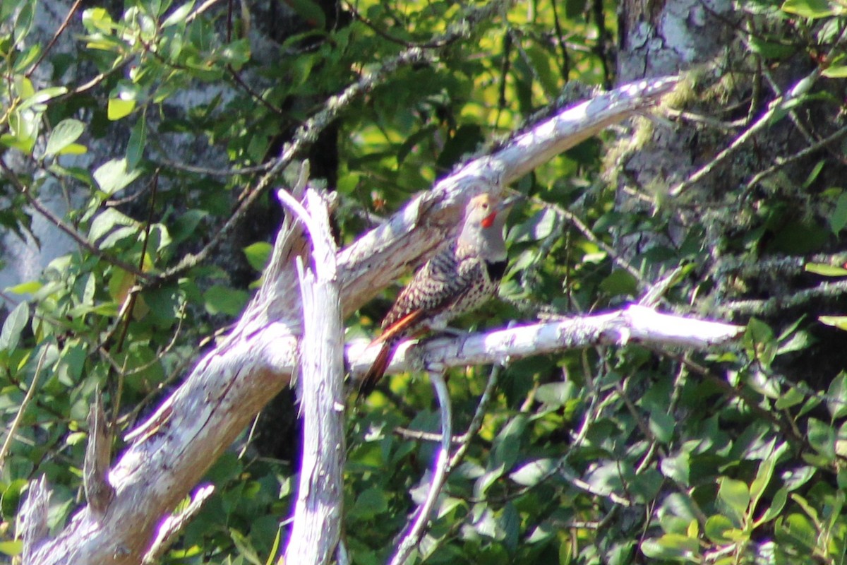 Northern Flicker - ML622052812