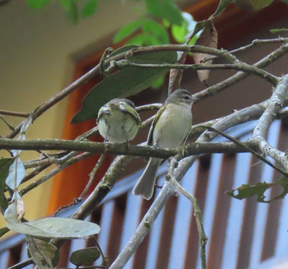 Sclater's Tyrannulet - ML622052813