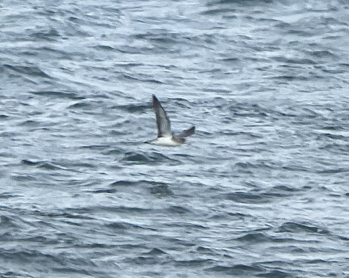 Cory's Shearwater - ML622052816