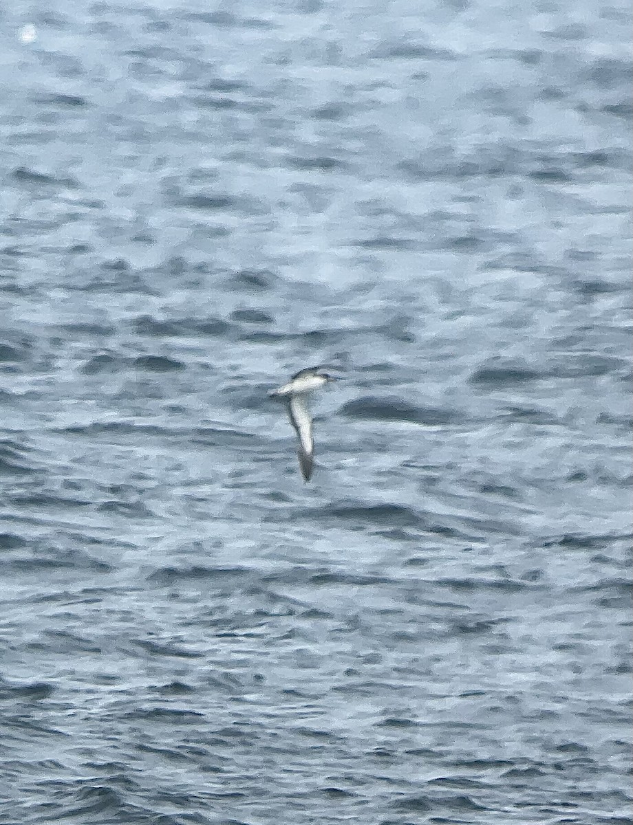 Cory's Shearwater - ML622052817