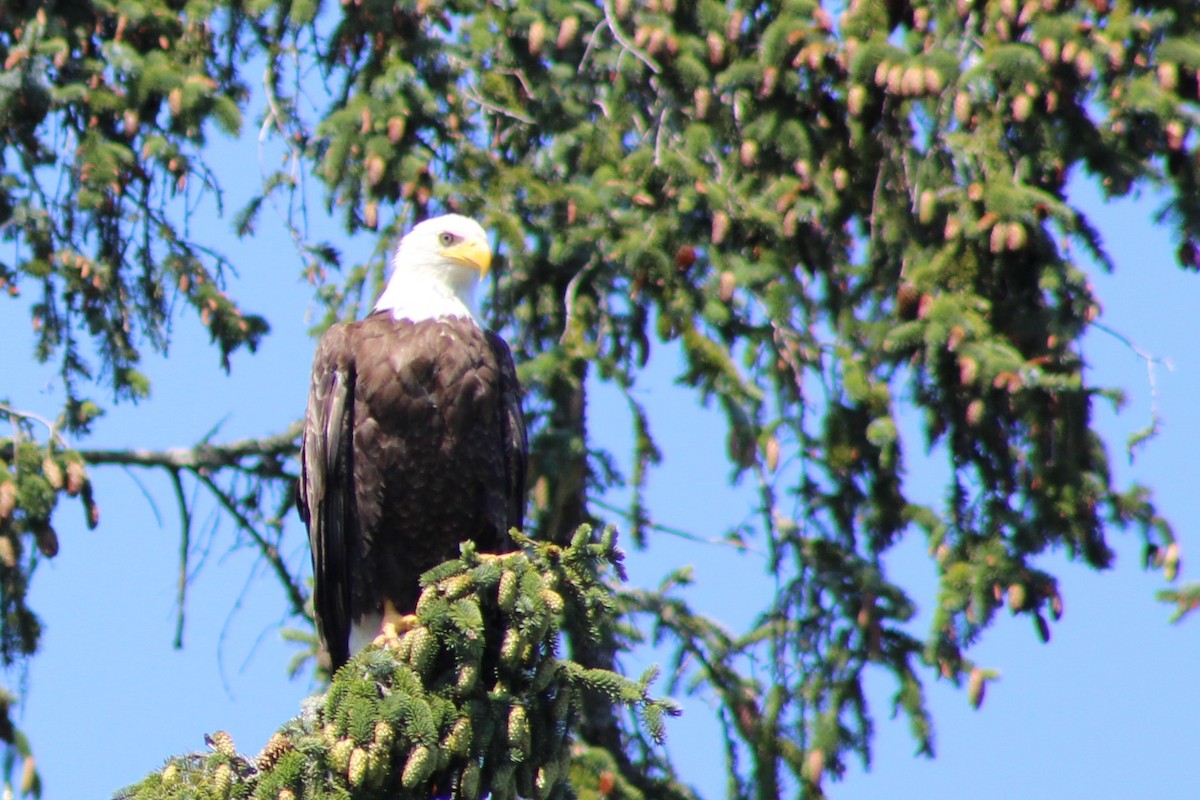 Bald Eagle - ML622052818