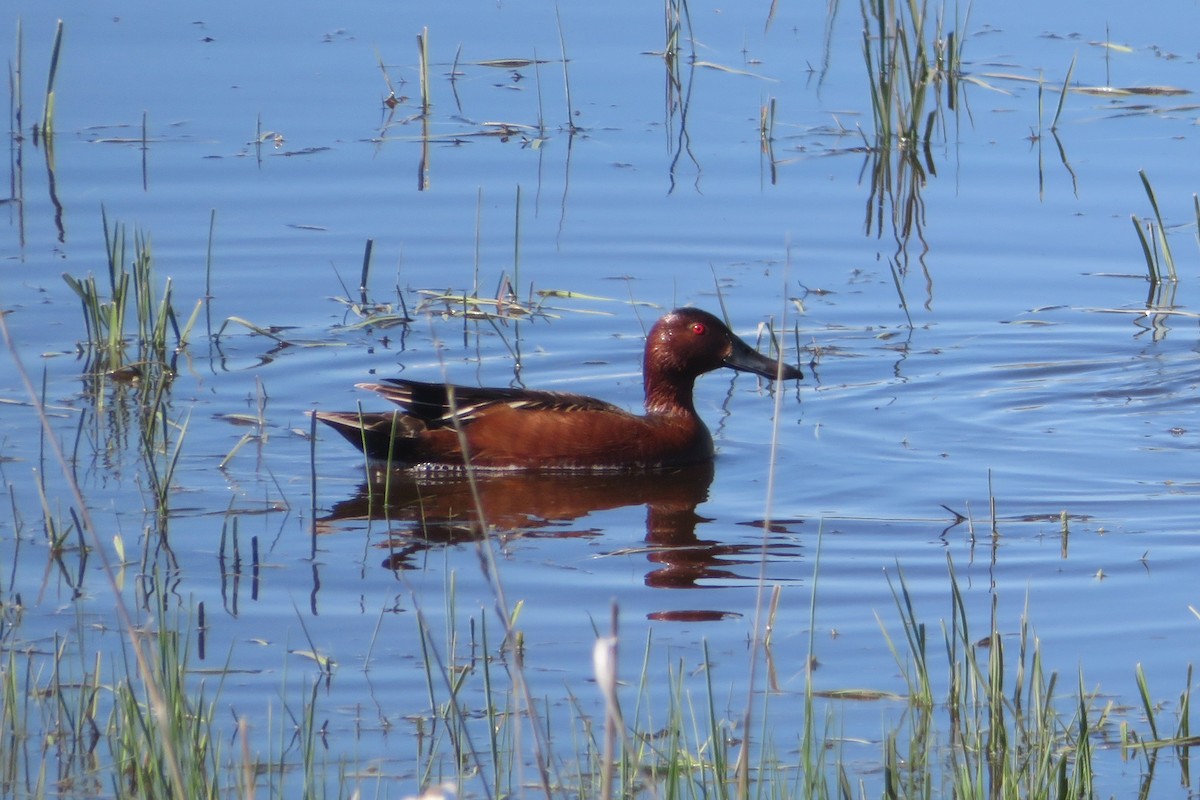 Cinnamon Teal - ML622052822