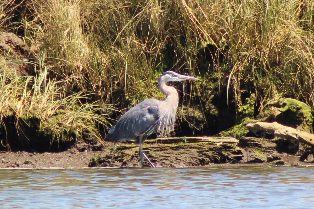 Great Blue Heron - ML622052823