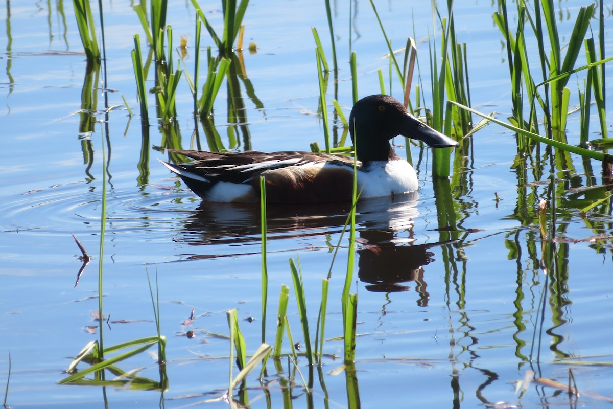 Northern Shoveler - ML622052828