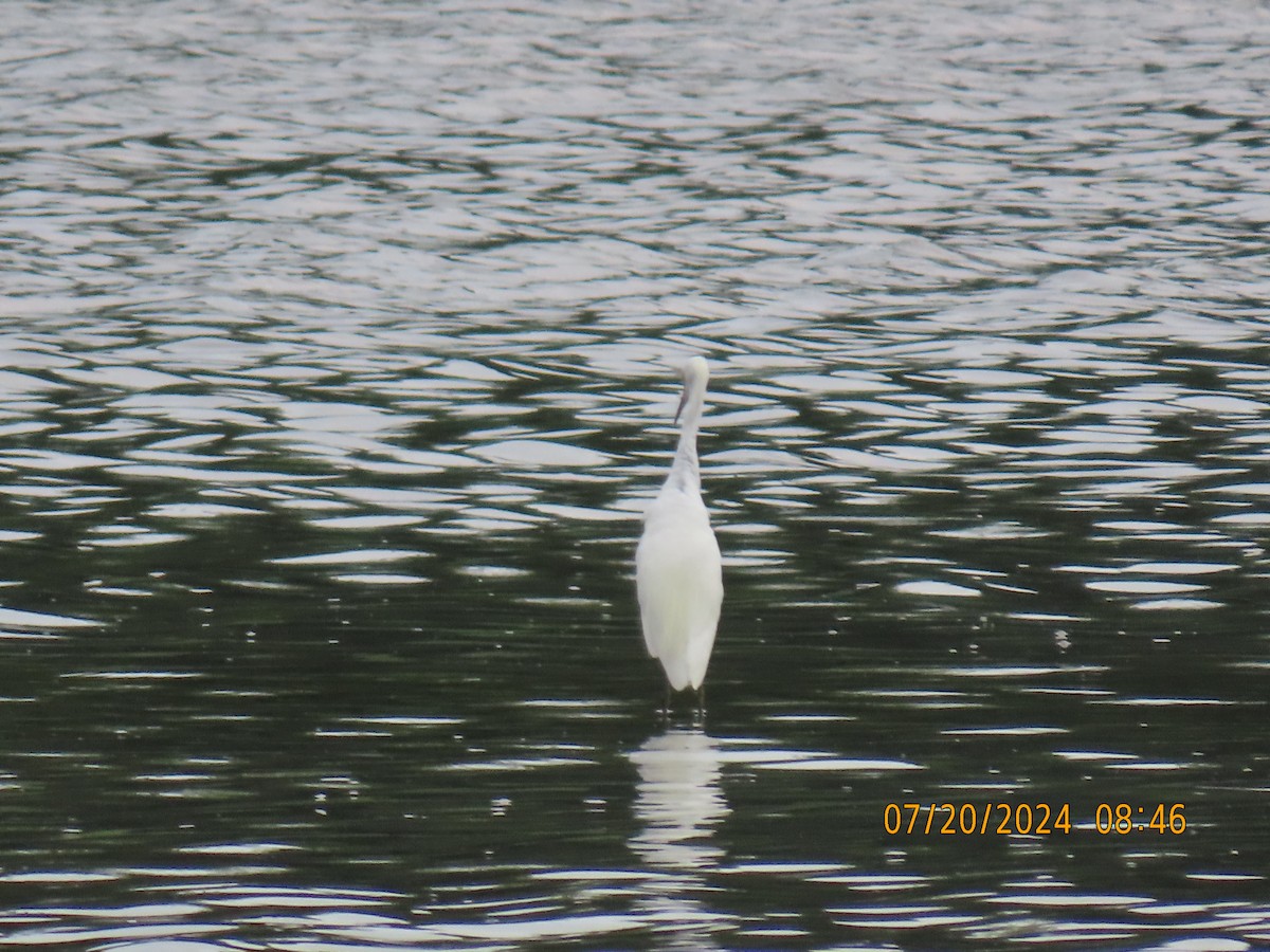 Snowy Egret - ML622052841