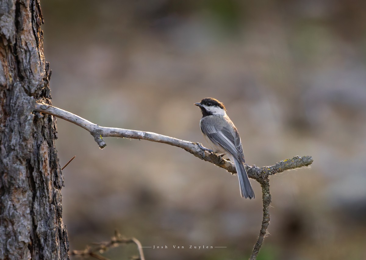 Black-capped Chickadee - ML622052844