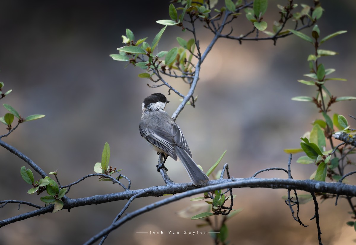 Black-capped Chickadee - ML622052845