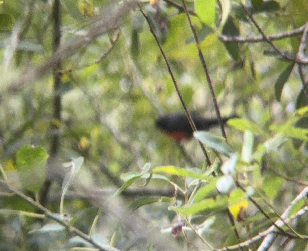 Slate-throated Redstart - ML622052846