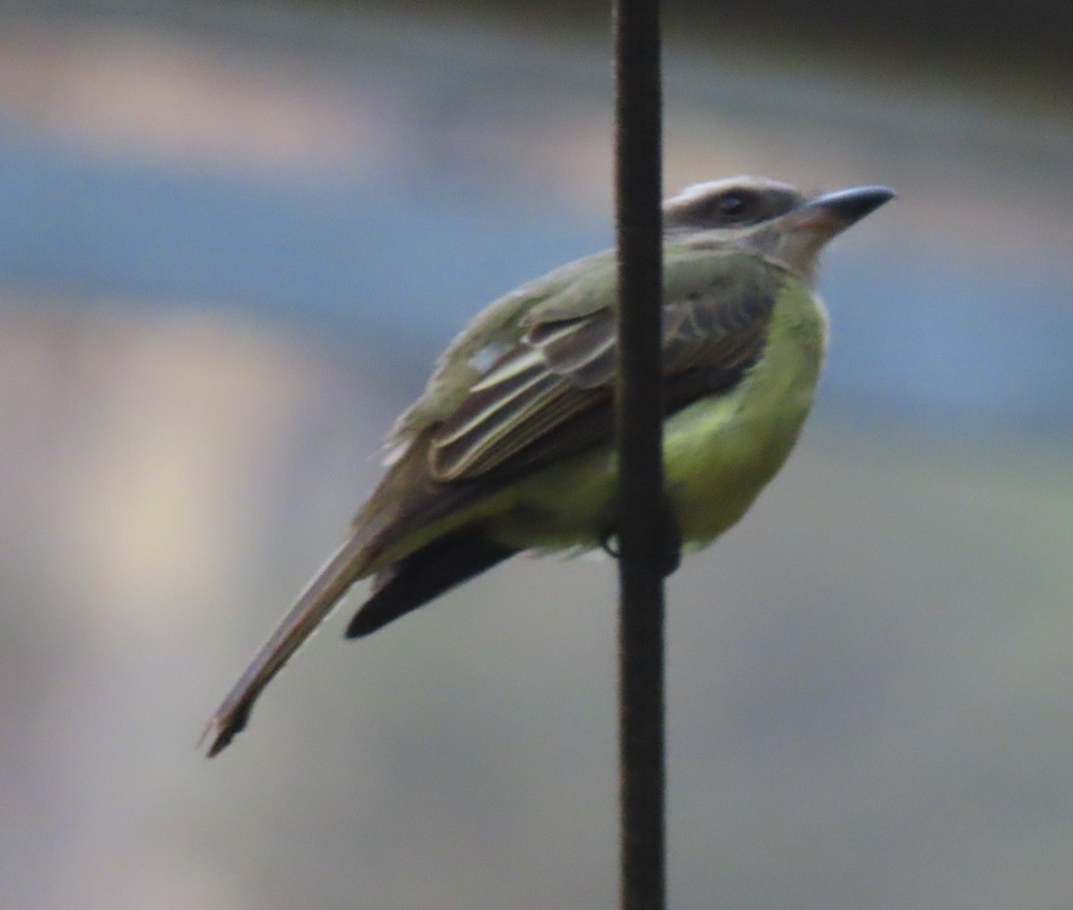 Tropical Kingbird - ML622052848