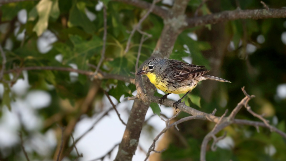 Kirtland's Warbler - ML622052851