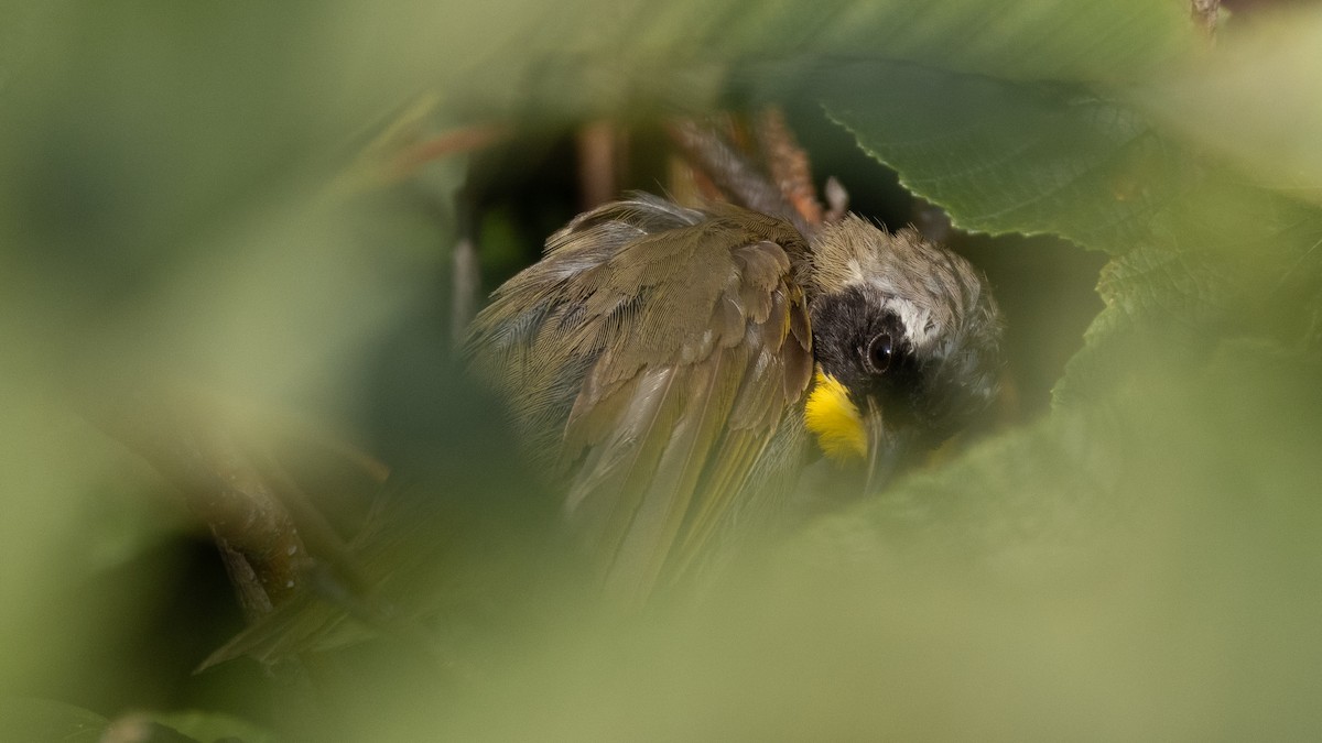 Common Yellowthroat - ML622052852