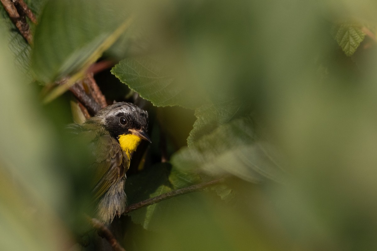 Common Yellowthroat - ML622052853