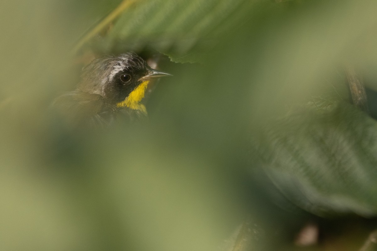 Common Yellowthroat - ML622052854