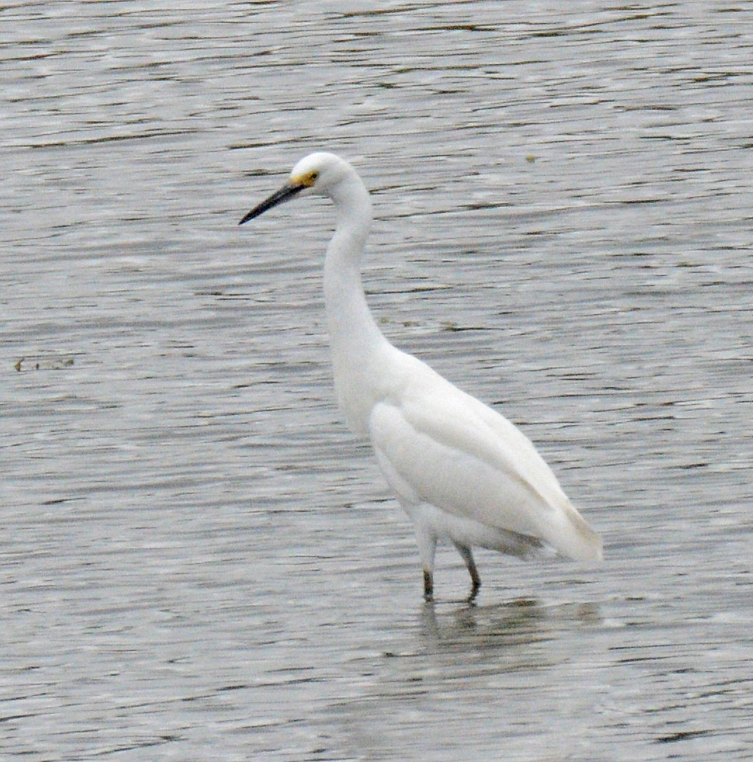 Snowy Egret - ML622052855