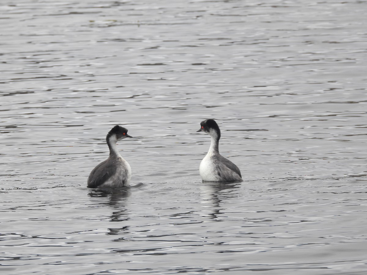 Silvery Grebe - ML622052857