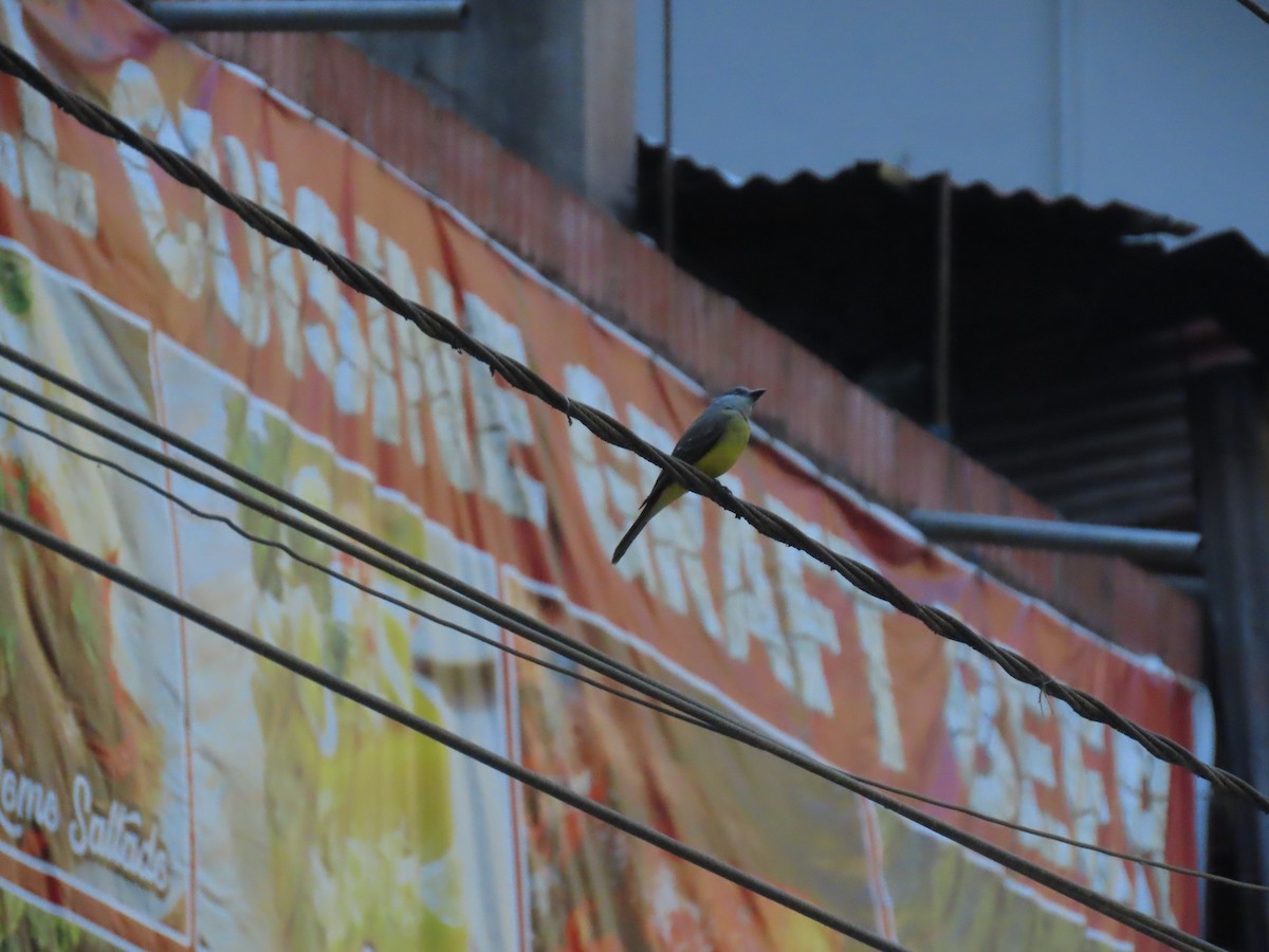 Tropical Kingbird - ML622052858