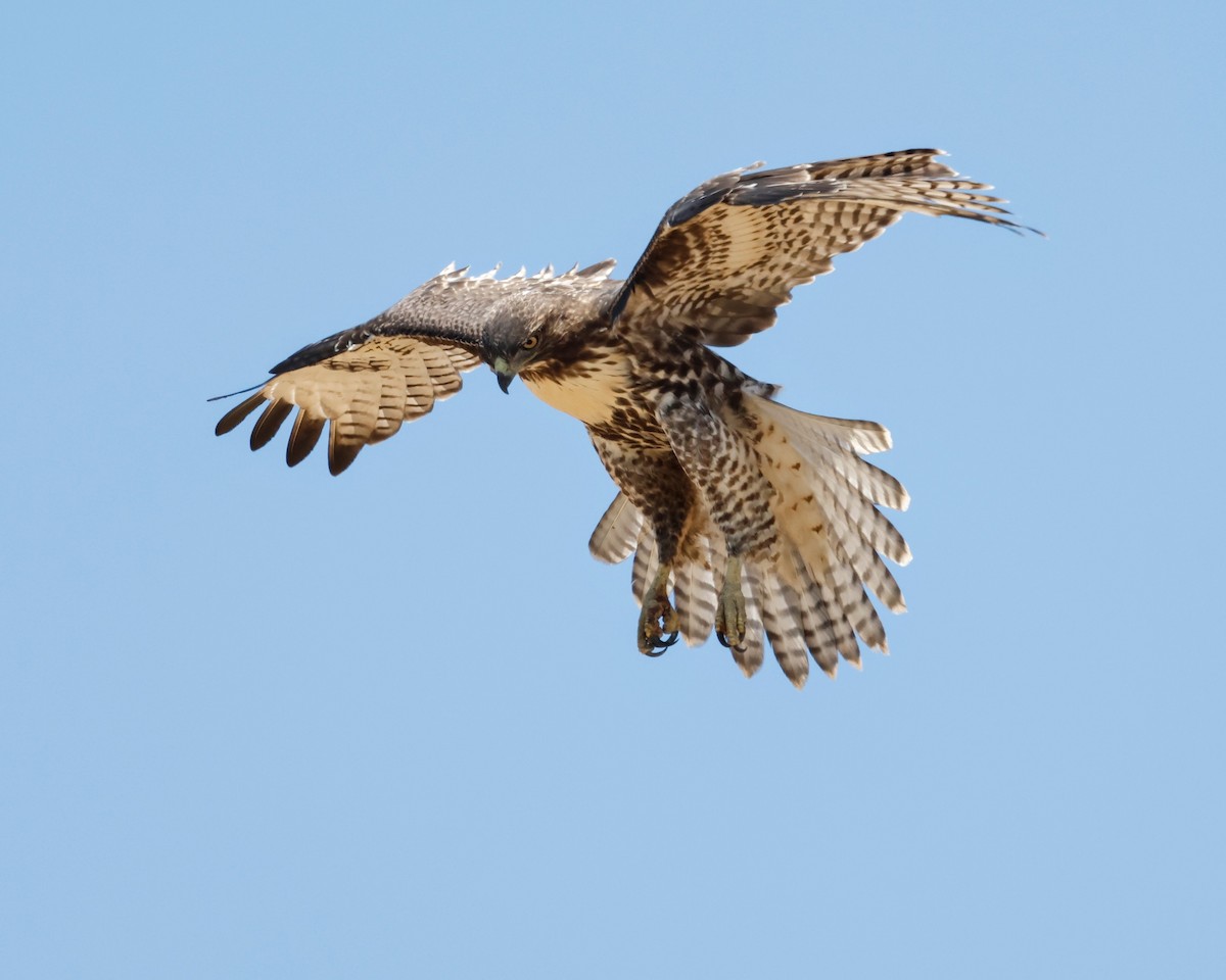 Red-tailed Hawk - ML622052859