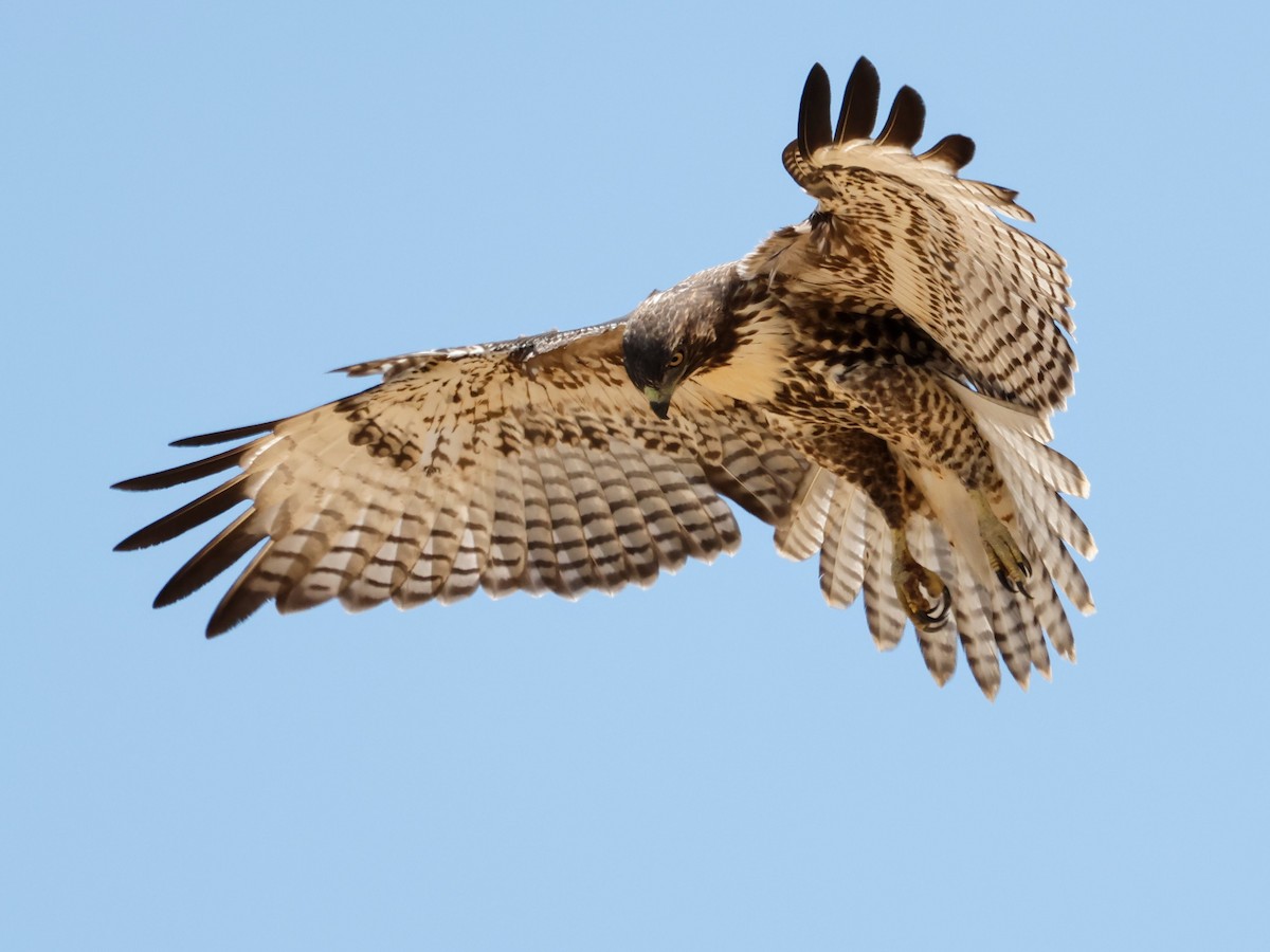 Red-tailed Hawk - ML622052860